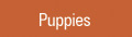 Picardy Puppies